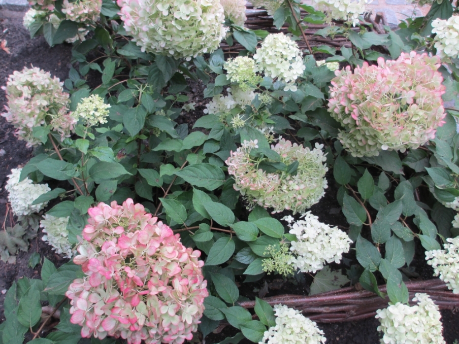 kgv-holzbüttgerhaus-bildergalerie-floralen Zyklus erleben kgv-holzbüttgerhaus-bildergalerie-floralen Zyklus erleben